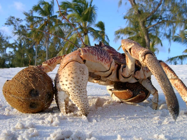 Coconut Crab is one of the types of Crabs