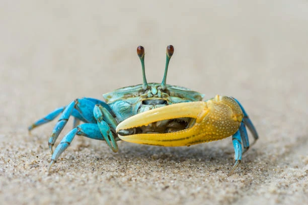 Fiddler Crab is one the Types of Crabs