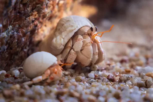 Hermit crab is one the types of crab s