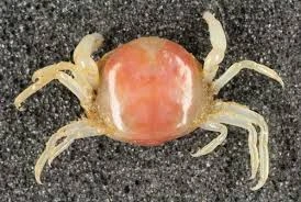 Pea Crab is one the types of crabs 