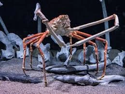 Spider Crab is one the Types of Crabs