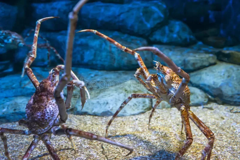 Tarantula Crab is one the types of crabs