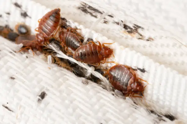 Where Do Bed Bugs Come From?