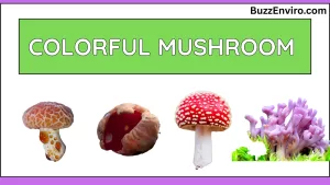 Top 10 colorful Mushrooms