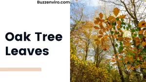 Oak Tree Leaves