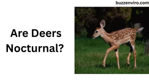 Are deers nocturnal?