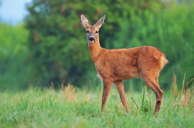 Blog Banner for Website Content 640 x 425 px 1 - BuzzEnviro.com Are deers nocturnal?