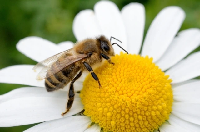1 2 - BuzzEnviro.com Honey bees is one of the bee types