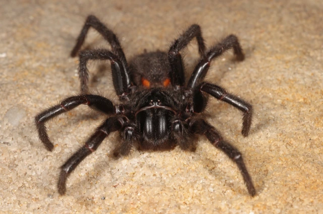 10 1 - BuzzEnviro.com Sydney Funnel-web is the scariest spider