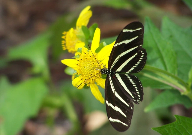 10 - BuzzEnviro.com Longwing Butterfly is one of the rare butterflies