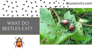 What Do Beetles Eat?