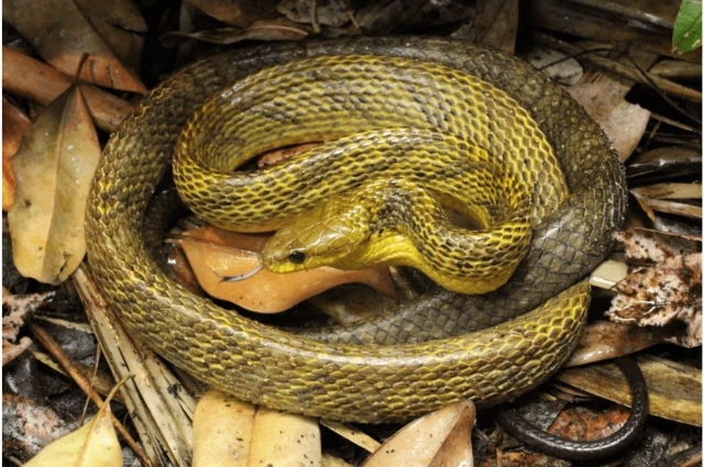 Venezuelan Puffing Snake is one the cool snakes