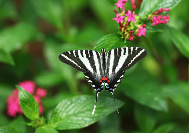 11 - BuzzEnviro.com Zebra Swallowtail Butterfly is one the rare butterflies
