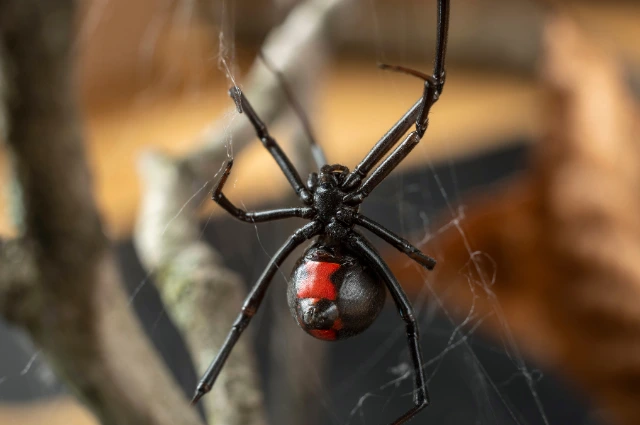 11 - BuzzEnviro.com Black Widow is the scariest Spiders