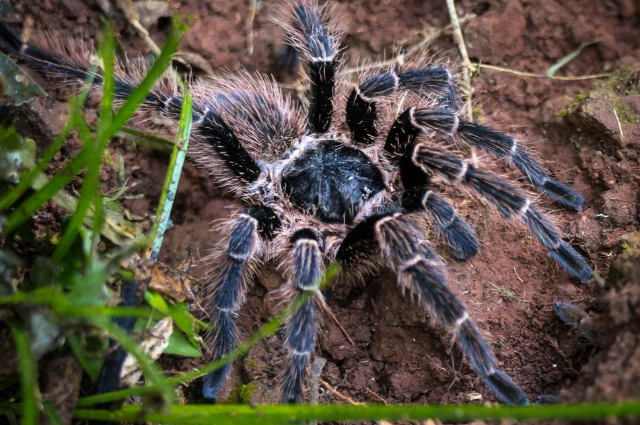 12 - BuzzEnviro.com Tarantula is the Scariest spiders