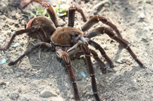 13 - BuzzEnviro.com Goliath Birdeater is the scariest spider