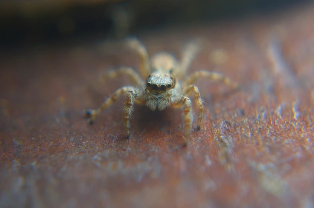 15 - BuzzEnviro.com Six-eyed Sand Spider is the scariest spiders