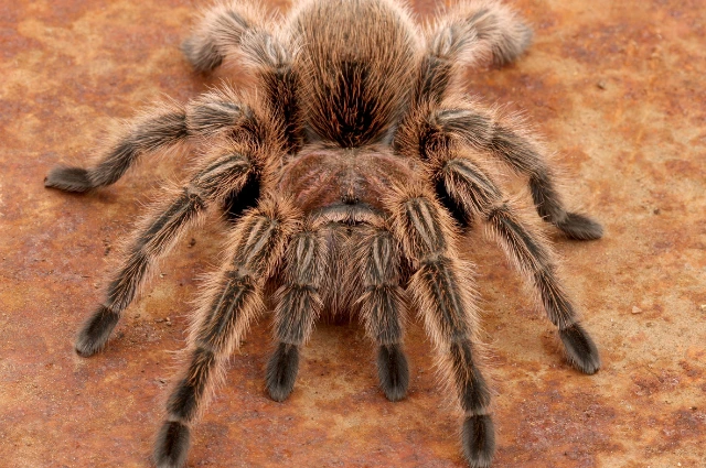 17 - BuzzEnviro.com Picture of the scariest spiders