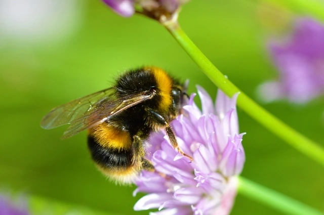 2 1 - BuzzEnviro.com Bumble bee is one of the bee types