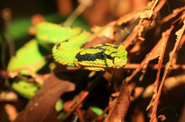 Sri Lankan Pit Viper (Hypnale hypnale) is one of the cool snakes
