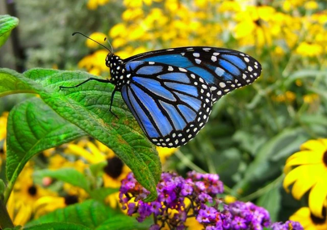 2 - BuzzEnviro.com Blue Monarch Butterfly is one of the rare butterflies