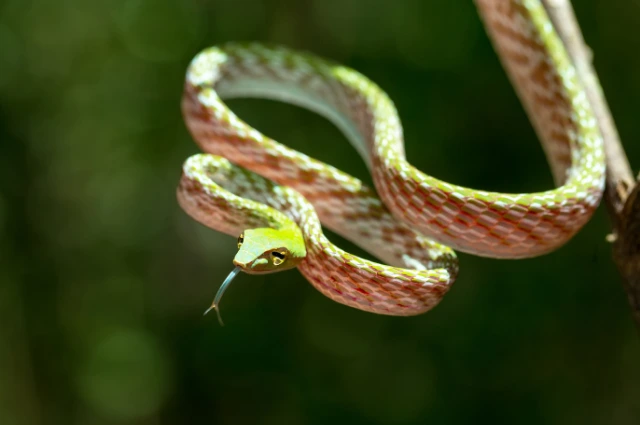 Asian vine  snake is one of the cool snakes