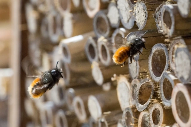 3 2 - BuzzEnviro.com Solitary bees is one the Bee types