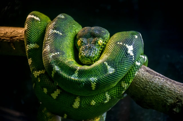 Emerald Tree Boa is one of the cool snakes