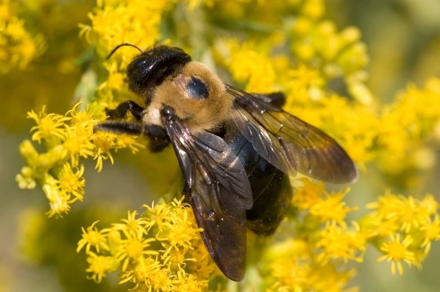 4 2 - BuzzEnviro.com Carpentar bee is one the bee types