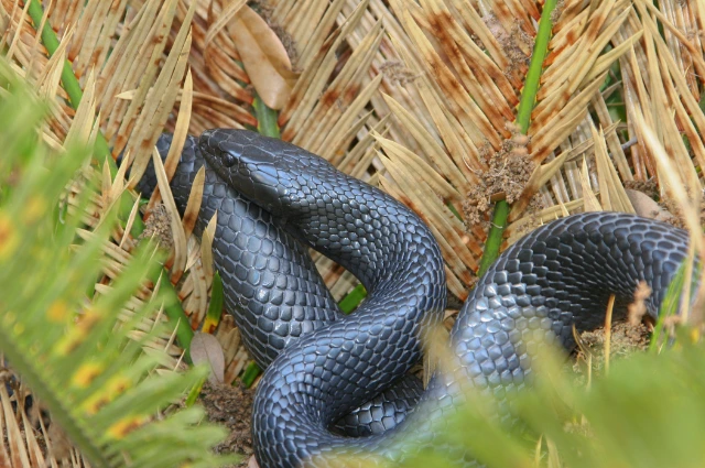 Indigo Snake is one of the cool snakes