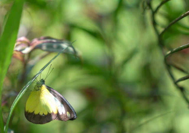 5 - BuzzEnviro.com Albatross Butterfly is one of the rarest butterflies