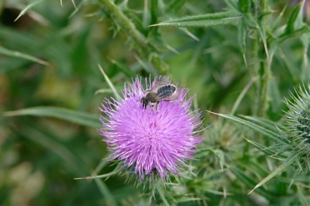 6 2 - BuzzEnviro.com Leafcutter is one the bee types