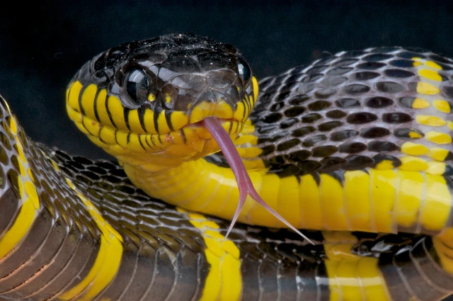 Mangrove Snake is one the cool snakes