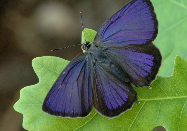 6 - BuzzEnviro.com Great Purple Hairstreak is one of the rare butterflies