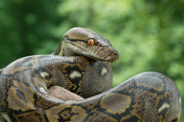 Burmese Python is one of the cool snakes