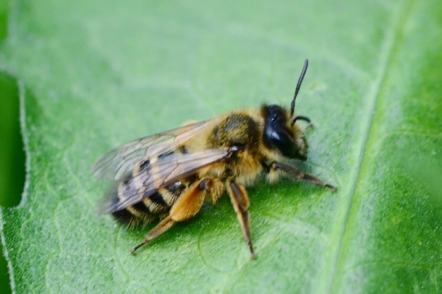 7 2 - BuzzEnviro.com mining bee is one of the bee types