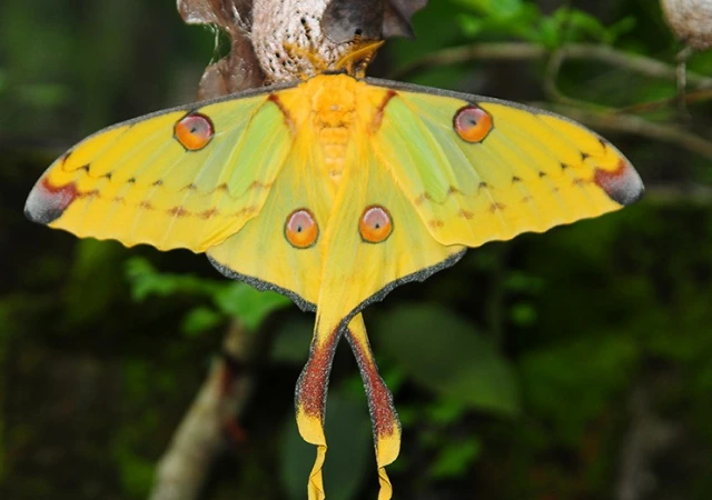 7 - BuzzEnviro.com Madagascan Moon Moth is one of the rare butterflies