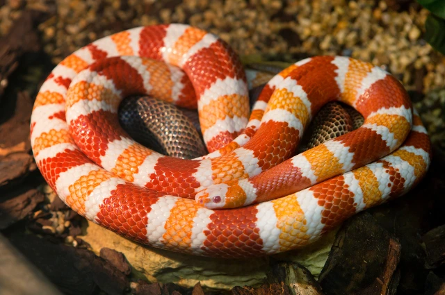 Honduran Milk Snake is one of the cool snakes