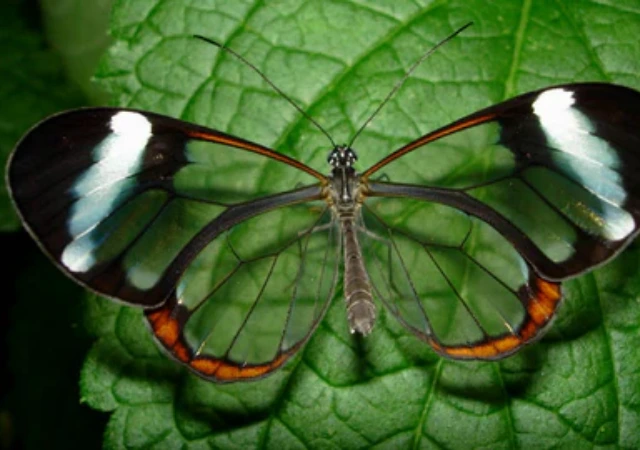 8 - BuzzEnviro.com Glasswing Butterfly is one of the rare butterflies