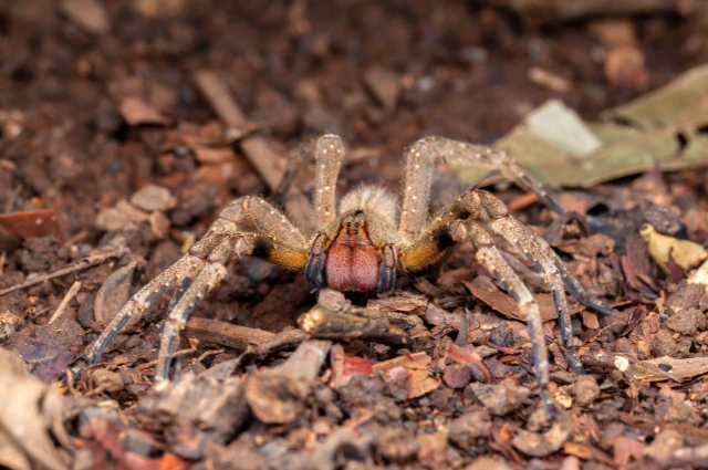 9 1 - BuzzEnviro.com Brazilian Wandering is the scariest spider