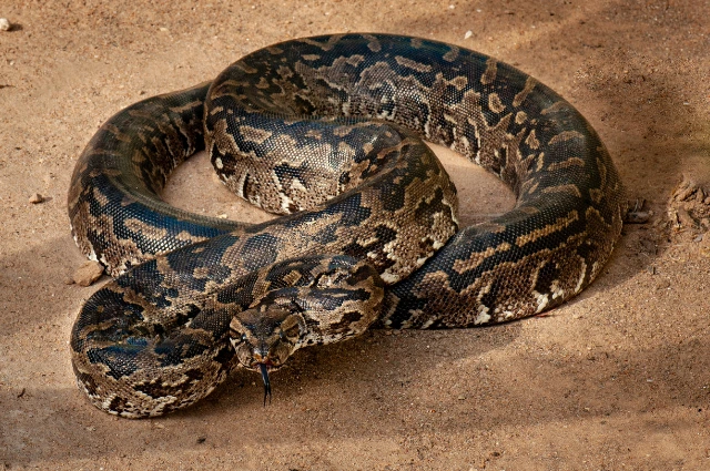 Cuban Rock Python is one of the cool snakes