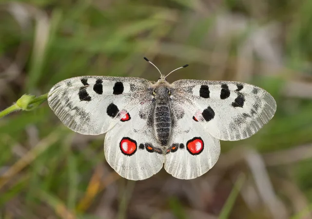 9 - BuzzEnviro.com Blue Apollo Butterfly is one of the rare butterflies