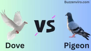 Dove Vs Pigeon