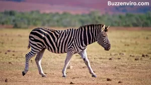 Is a Zebra a Horse?
