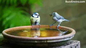 Solar Bird Bath Fountain