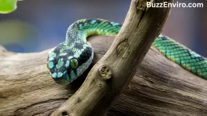Top 10 cool snakes