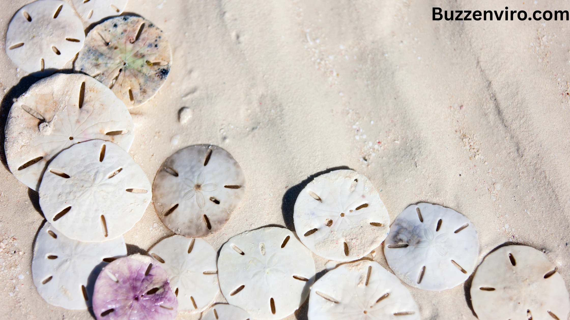 Fascinating Facts About Sand Dollars? 