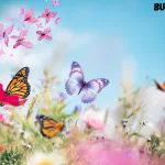 Top 10 Rare Butterflies