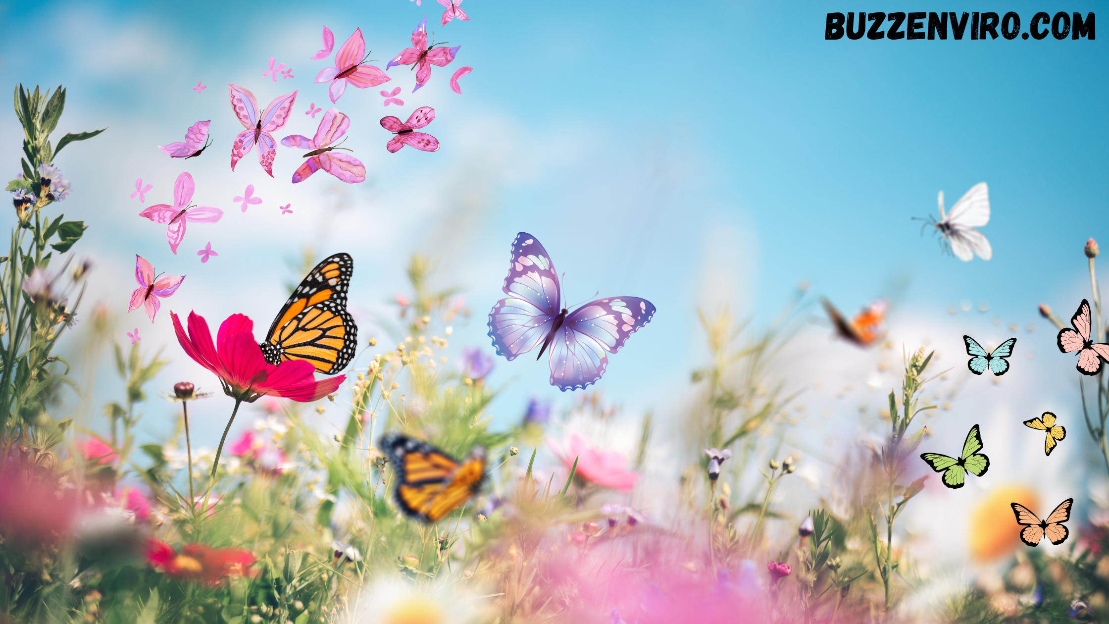 Top 10 Rare Butterflies:- Most Unique and Stunning Species on Earth
