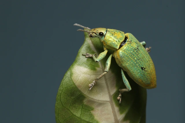 Beige and Brown Minimalist Simple Working From Home Blog Banner 1 - BuzzEnviro.com What Do Beetles Eat?